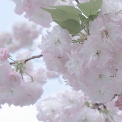 兽设森系风格设计FurryQQ群